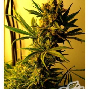 CBD SharkShock feminized 5db CBD Crew