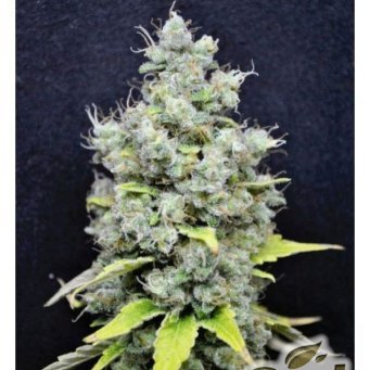 CBD Skunk Haze feminized 5db CBD Crew