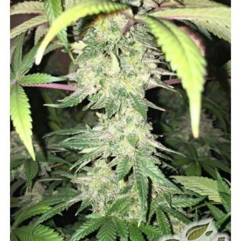 CBD Yummy feminized 5db CBD Crew