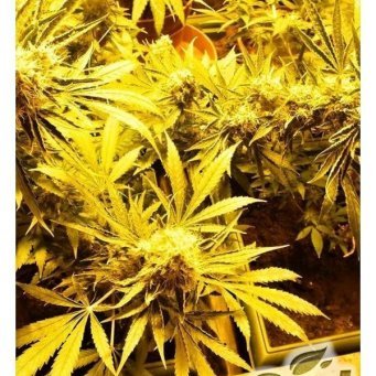 CBD Indica Mix feminized 5db CBD Crew