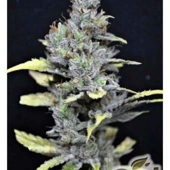 CBD MediHaze feminized 5db CBD Crew