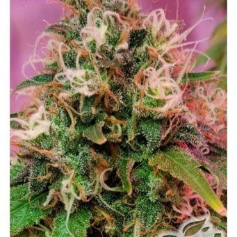 CBD OG Kush feminized 5db CBD Crew